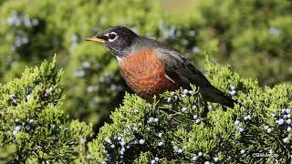 American Robin eating cedar berries [upl. by Ansley]