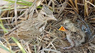 SkyLark baby sitting outside of nest while mom feeding others BirdPlusNature [upl. by Gnen]