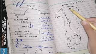 Rubrospinal tract pathway and function guyton 56 part 3 Control of Motor functions [upl. by Annaoi]