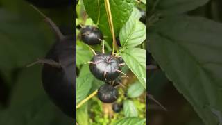 Dark Delight Unveiling the Mysteries of Black Spider Berry fruit top [upl. by Alfi]