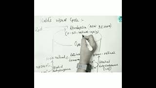 Rhodopsin cycle Walds vision cycle for full video Subscribe The Academia [upl. by O'Callaghan]