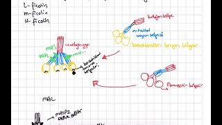 Kompleman Sistemi Complement System Lectin and Alternative Pathway [upl. by Latvina]