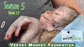 Orphan baby monkeys meet their monkey foster moms a new life begins [upl. by Masry366]