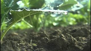 Fertilizers SoilPlantNutrient Relationships Part 1 amp 2 [upl. by Auhsohey]