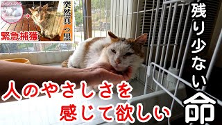 【保護】真っ黒に汚れた猫ちゃん最期はおうちの中で [upl. by Attennod]