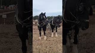 Traditional Horse Ploughing at the 73rd British National Ploughing Championships 13th October 2024 [upl. by Aiblis]