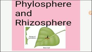 Phylosphere and Rhizosphere English and Hindi full notes with explanation [upl. by Lleral]