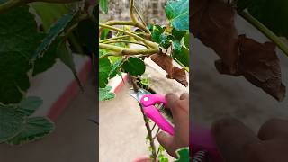 major operation of aralia plant trendingshorts yt shortsviralvideos [upl. by Yazbak]