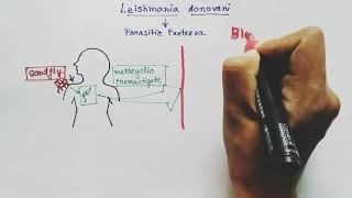 Leishmania donovani Lifecycle  Hindi   Kalaazar  Dumdum fever [upl. by Whitehurst658]