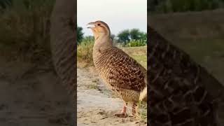 Francolin Male voiceteetarawazyoutubeshortsviralvideotrend [upl. by Eigger]