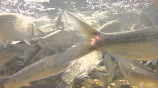 Cape Cod Herring Run Brewster Massachusetts [upl. by Sonahpets]