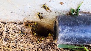 AGGRESSIVE Yellow Jackets Underground Nest ATTACK Wasp Nest Removal hornetking fyp viral [upl. by Delbert]