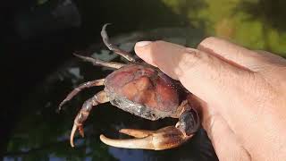 Crab raising in jars​ Very large crab crab animals crabby carbon crabgame [upl. by Assirt]