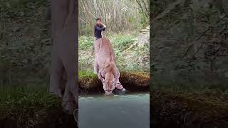 amazing 😱 great moment of man catching wild tiger shorts amazing [upl. by Irehs]