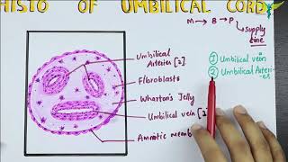 Histology of the Umbilical Cord [upl. by Bigot]