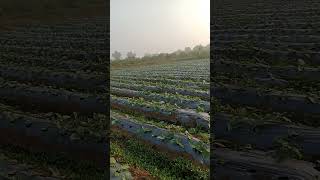 Baingan ki kheti  DRIP IRRIGATION TECHNIQUES  Dinesh Agrihub [upl. by Aileek]