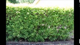 Viburnum Hedges Tips on PLanting a Hedge [upl. by Yanrahs]