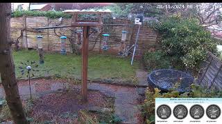 Bird Feeder Live Cam [upl. by Ayrolg]