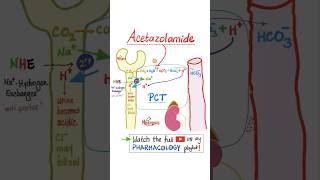 Acetazolamide Diuretics  Pharmacology…mbbs nurse nclex doctor usmle pharmacist veterinary [upl. by Ococ]