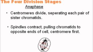 Mitosis  A Level AS Biology Revision [upl. by Atteloj]