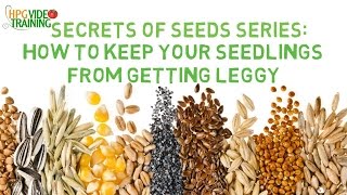 4 Methods to Prevent Your Seedlings from Getting Leggy Secret of Seeds Series [upl. by Sherwood447]