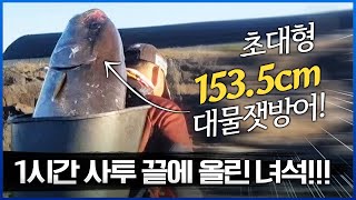 전용 지게로 운반하는 괴물 잿방어회 뜨는데만 1시간이나 걸려요 평생 한번 볼까 말까 한 사이즈 버릴게 없는 잿방어 대물잿방어 잿방어회 잿방어머리구이 서귀포 낚시 [upl. by Christi]