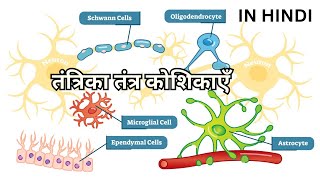 तंत्रिका तंत्र कोशिकाएँ Neuroglia Oligodendrocytes Astrocytes Microglia Ependymal Schwann Satellite [upl. by Melville229]