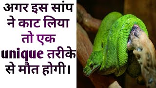 boomslang snake  boomslang snake bite  boomslang snake fact snake fact [upl. by Aaron121]