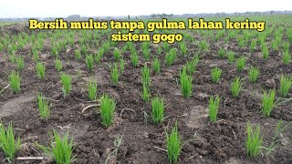 pasti bersihnya 100  metode pembersih gulma tanaman padi [upl. by Shellie]