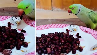 Ringneck Parrot Eating Falsa Green Parrot Outside The Cage Bolne Wala TotaMethu Grewia Asiatica [upl. by Eilema]