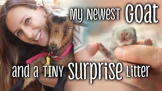 My newest GOAT and a TINY surprise rabbit litter [upl. by Lyrem989]