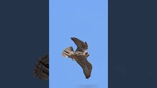 how do peregrine falcons kill their prey shorts [upl. by Chlori]