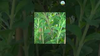 लखपति बनाएगी इस medicinal plant की खेती  Stevia Farming  Kheti Bagwani [upl. by Melan740]