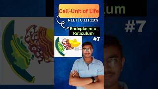 Endoplasmic Reticulum Explained  Biology NEET  Class 11th [upl. by Names548]