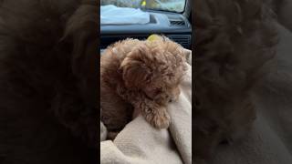 pudel poodle dog happydog toypoodles sweet pudelek тойпудель toydog пудель [upl. by Enyalaj232]