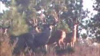 California hunting zone X1 mule deer bucks [upl. by Erinna]