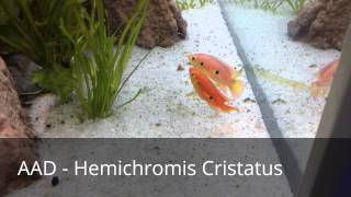 AAD  Reproduction Hemichromis Cristatus [upl. by Murrell]