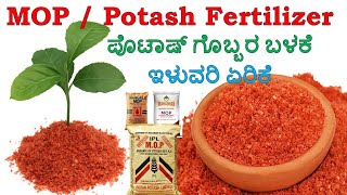 POTASH fertilizer  ಪೊಟ್ಯಾಷ್ ರಸಗೊಬ್ಬರ  MOP Fertilizer in Kannada  KFertilizer  Potassium K [upl. by Shannan645]