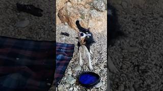 Dog Splash Zone 🌊🐾 Max Shakes Off in Epic Slow Motion BorderCollie BeachDog OceanVibes DogLife [upl. by Anjela]