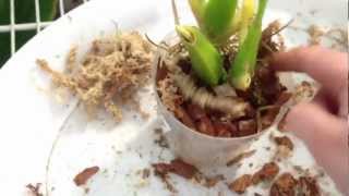 Orchid care How to rescue an Orchid repotting and roots tutorial pt 2 quot How to care for Orchidsquot [upl. by Noslen]