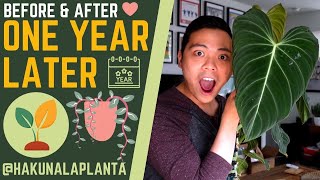 Plants I Switched to LECA 💚  BEFORE amp AFTER 🤩  PHILODENDRON MONSTERA SYNGONIUM PART 6 [upl. by Ydassac]