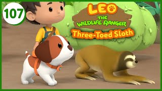 The ThreeToed Sloth  Leo The Wildlife Ranger Episode 107 [upl. by Sutsuj]