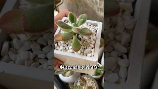 Echeveria pulvinata 🪴 echeveria suculentas shortvideo plantas jardin vivero [upl. by Selim]