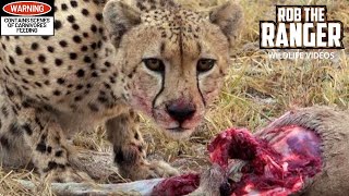 Male Cheetah Feeds On A Duiker [upl. by Brit]