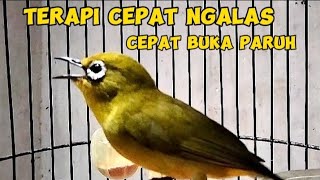 Terapi pleci Ngalas paling cepat buat pleci buka paruh [upl. by Nyledaj453]