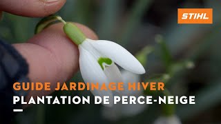 Plantation de perceneige  Guide jardinage hiver [upl. by Cosette]