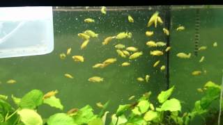 1 14quot Pseudotropheus saulosi fry feeding [upl. by Farver]