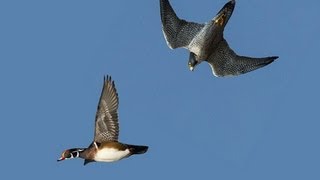 PEREGRINE FALCON STRIKES DUCK MIDAIR [upl. by Llerrem]