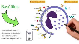 Mastócitos Basófilos e Eosinófilos  Quem são [upl. by Hopfinger]