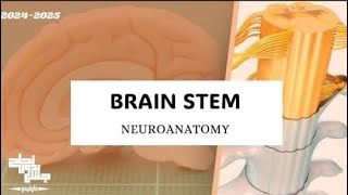 Brainstem neuroanatomy lec2 [upl. by Obaza]